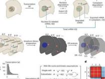新方法跟踪空间和时间范围内单个细胞中的基因表达