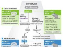科学家发现葡萄糖在大脑活动中的关键作用