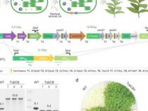 科学家应对全球作物种植挑战