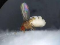 研究木偶真菌有针对性地收购僵尸苍蝇