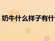 奶牛什么样子有什么特点（奶牛有什么特征）