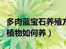 多肉蓝宝石养殖方法和注意事项（蓝宝石多肉植物如何养）