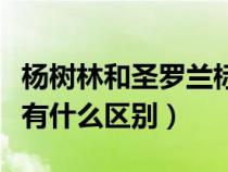 杨树林和圣罗兰标志的区别（杨树林跟圣罗兰有什么区别）