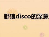 野狼disco的深意（野狼disco是什么意思）