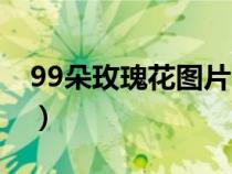 99朵玫瑰花图片（玫瑰花11朵代表什么意义）