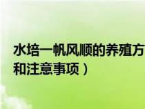 水培一帆风顺的养殖方法和注意事项（一帆风顺的养殖方法和注意事项）