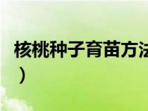 核桃种子育苗方法全过程（核桃种子育苗方法）