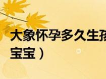 大象怀孕多久生孩子（大象一般怀孕多久生下宝宝）