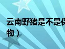 云南野猪是不是保护动物（野猪是不是保护动物）