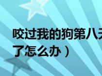 咬过我的狗第八天死了（狗咬完我第8天狗死了怎么办）