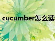 cucumber怎么读英语（cucumber怎么读）