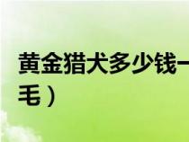 黄金猎犬多少钱一只（黄金猎犬是不是就是金毛）