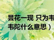 昙花一现 只为韦陀什么意思（昙花一现只为韦陀什么意思）