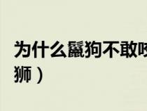 为什么鬣狗不敢咬雄狮（鬣狗为什么不敢掏雄狮）