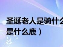 圣诞老人是骑什么鹿送礼物的（圣诞老人骑的是什么鹿）