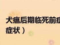 犬瘟后期临死前症状有哪些（犬瘟后期临死前症状）