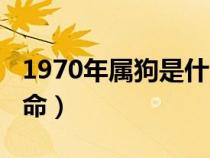 1970年属狗是什么命卦（1970年属狗是什么命）