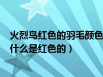 火烈鸟红色的羽毛颜色为什么会那么鲜艳（火烈鸟的羽毛为什么是红色的）