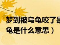 梦到被乌龟咬了是什么意思周公解梦（梦到乌龟是什么意思）