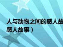 人与动物之间的感人故事作文600字（关于人与动物之间的感人故事）