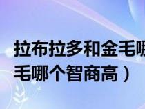 拉布拉多和金毛哪个智商高点（拉布拉多和金毛哪个智商高）