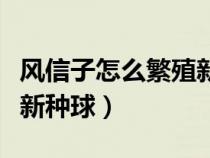 风信子怎么繁殖新种球视频（风信子怎么繁殖新种球）