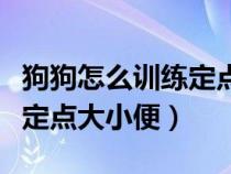 狗狗怎么训练定点大小便不拉（狗狗怎么训练定点大小便）