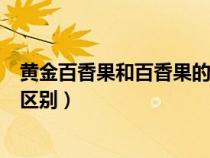 黄金百香果和百香果的区别在哪里（黄金百香果和百香果的区别）