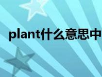 plant什么意思中文翻译（plant什么意思）