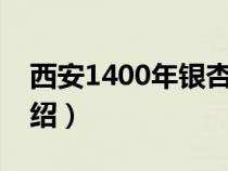 西安1400年银杏古树（西安千年银杏古树介绍）