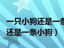 一只小狗还是一条小狗到底哪个好（一只小狗还是一条小狗）