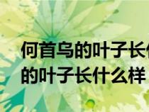 何首乌的叶子长什么样子 百度网盘（何首乌的叶子长什么样）