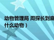 动物管理局 周探长到底是黑豹还是驴（动物管理局周探长是什么动物）