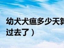 幼犬犬瘟多少天算撑过去了（犬瘟多少天算撑过去了）