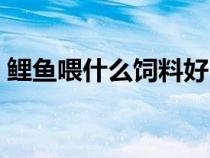 鲤鱼喂什么饲料好（给鲤鱼应该喂什么食物）