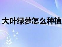 大叶绿萝怎么种植方法（大叶绿萝养殖方法）