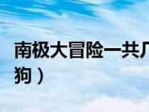 南极大冒险一共几个狗（南极大冒险死了几只狗）