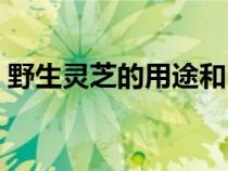 野生灵芝的用途和吃法（肉灵芝是什么东西）