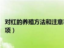 对红的养殖方法和注意事项 盆栽（对红的养殖方法和注意事项）