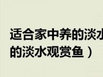 适合家中养的淡水观赏鱼有哪些（适合家中养的淡水观赏鱼）