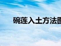 碗莲入土方法图解（碗莲入土的方法）