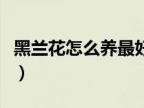 黑兰花怎么养最好（黑兰养殖方法和注意事项）