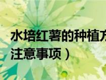 水培红薯的种植方法（水培红掌的养殖方法和注意事项）