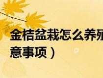 金桔盆栽怎么养殖（金桔的盆栽养殖方法和注意事项）