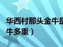 华西村那头金牛是真的金子做的吗（华西村金牛多重）