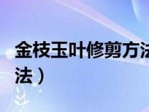 金枝玉叶修剪方法视频教程（金枝玉叶修剪方法）