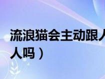 流浪猫会主动跟人回家吗（流浪猫真的会选主人吗）