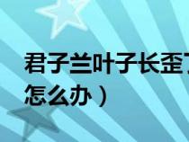 君子兰叶子长歪了怎么办?（君子兰叶片歪斜怎么办）