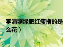 李清照绿肥红瘦指的是什么花名（李清照绿肥红瘦指的是什么花）