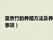 富贵竹的养殖方法及养护知识（富贵竹正确养殖方法和注意事项）